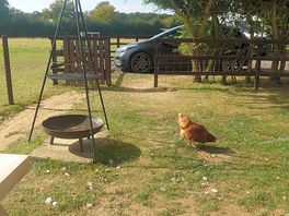 Bbq