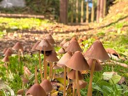 Mushrooms on the nature trail