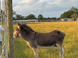 Donkey on site