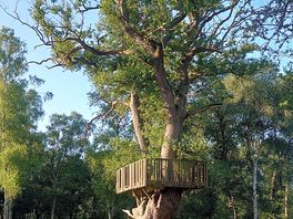 Ancient tree in centre of camping ground.