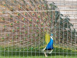 Proud as a peacock