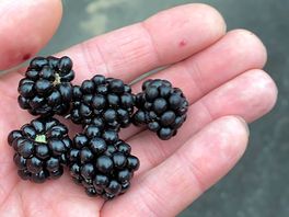 Free fruit