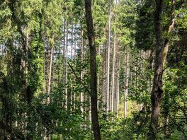 The woods nearby