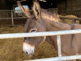 Donkeys