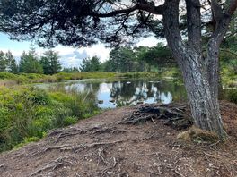 A lochan near fyrish monument. thirst quencher for the dogs.