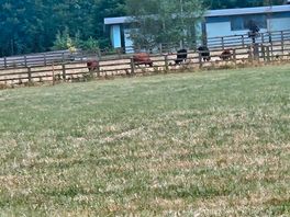 The cows
