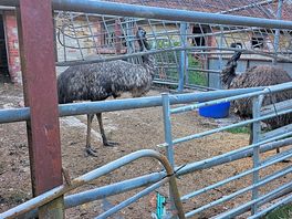 Farm. emu's