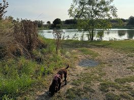 Lake view