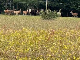 Deer in distance