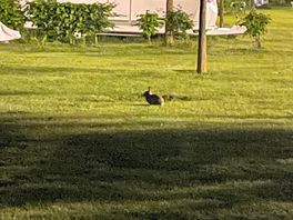 Local wildlife - nice to see