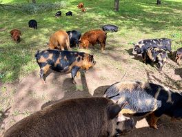 Piggies
