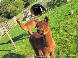 Looks like the alpaca and the rabbit have had a falling out.
