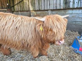 More highland cows