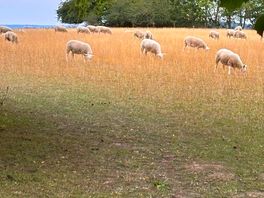 Sheep on the edge