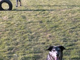 Dog
