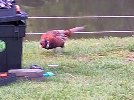Pheasant next to hubby fishing