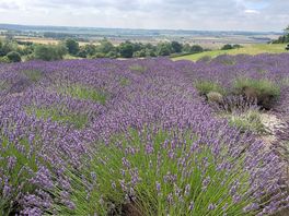 Yorkshire lavender 5 mins up the road is a lovely place to visit. great play area for kids too!
