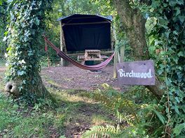 Woodland pitch with shelter