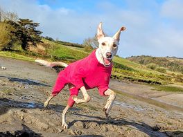 Dog friendly beaches within driving distance