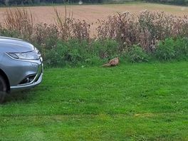 Wondering past the car one morning