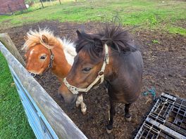 Onsite animals
