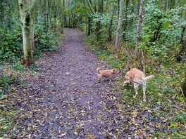 Woodland walk