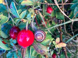 Rose hip