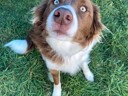 Owner’s lovely dog
