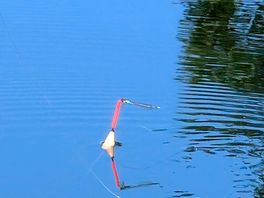 Dragon fly
