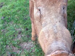 Loved visiting the pigs