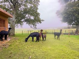 The neighbours