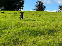Dog friendly field