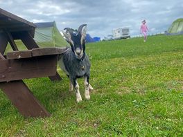 Goat