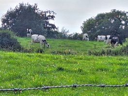 Farm animals