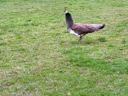 Resident peahen