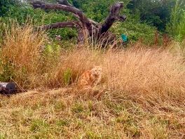 Spot the cat!