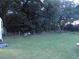 Back line of trees of the site
