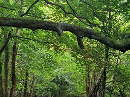 Woodland path