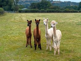Llamas in the neighbouring field.