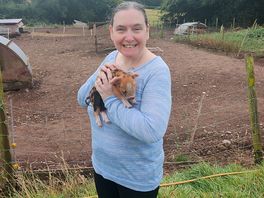 Brand new piglets to the farm