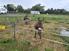 Two dinky donkeys