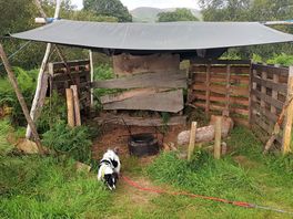 Fire pit area, mini's personal favourite 🐶
