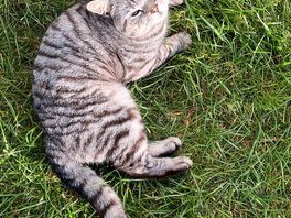 Boris the farm cat