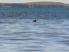 Cheeky little visit from a seal on marros beach