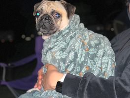 Just we take the photo from our dog in camping