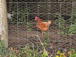 Chickens we saw exploring