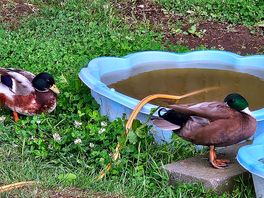 The ducks.