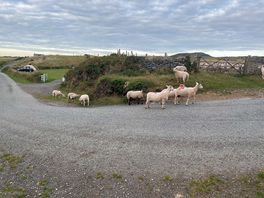 Sheep come around.
