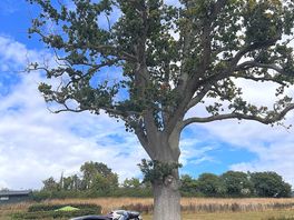 The 300 year old oak tree 🌳
