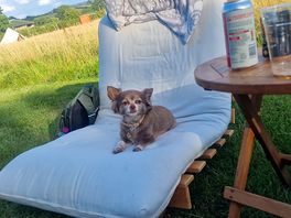 The dog, little bear, loving his holiday too